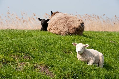 Schapen met lam op de dijk