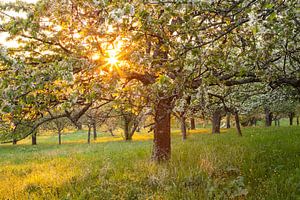 " Blütentraum " Kirschblüte im Sonnenuntergang
