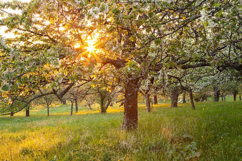 Rêve de fleurs de cerisier au coucher du soleil par Jiri Viehmann