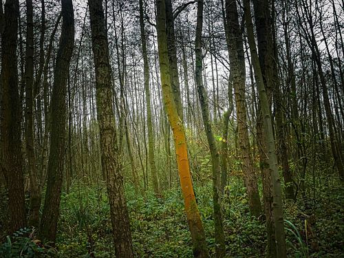 Heilige boom in het bos