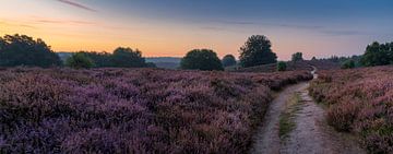 De heide staat weer in bloei