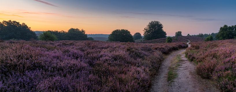 De heide staat weer in bloei van Toon van den Einde