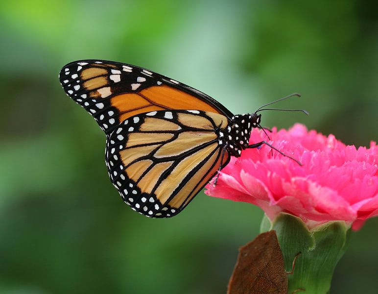 Papillon monarque par Matthias Brix