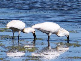 Twee lepelaars in het water