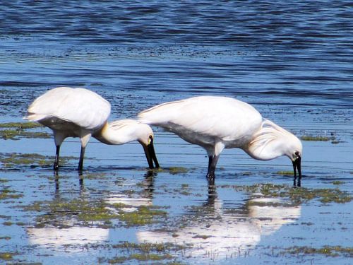 Twee lepelaars in het water