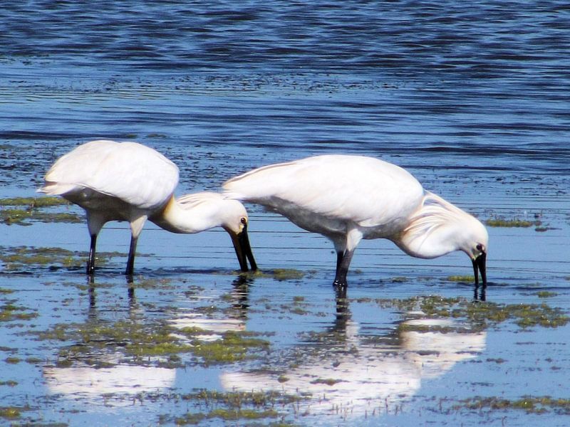 Twee lepelaars in het water von Il se