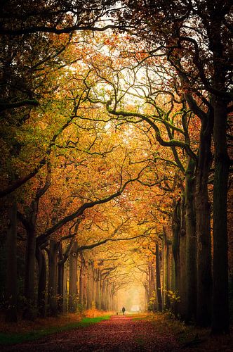 Under the branches