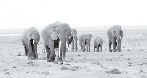Marching Ellies!