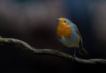Robins by arnemoonsfotografie