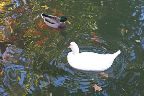 Idylle colorée dans le parc municipal - l'harmonie sur l'eau