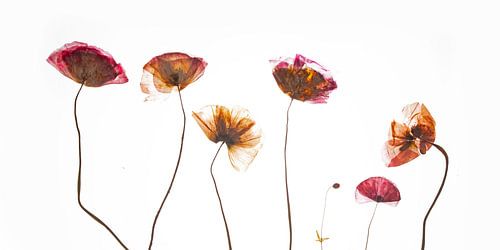 Poppies dried and pressed