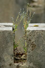 De kracht van het leven by vanetty onderstal