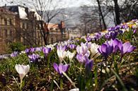 Frühling in der Stadt - Krokus Frühlings Wiese van Yven Dienst thumbnail