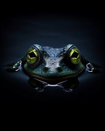 Portrait d'un crapaud