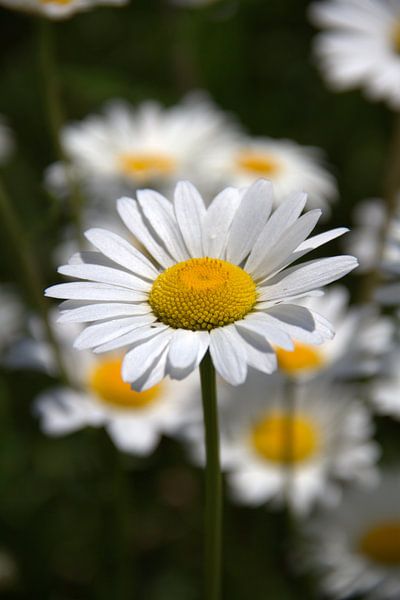 Margriet by Willy Pardijs