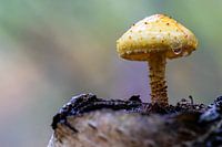 schöner Pilz