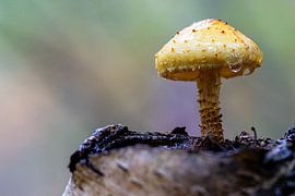 beautiful mushroom by Marcel Geerings
