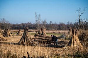 Reetdachdeckung in Drente