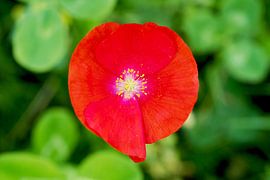 Red poppy among greenery