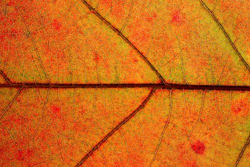 Herfstblad Amerikaanse eik