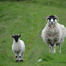 Schotse Blackface schaap met Lam van Globe Trotter