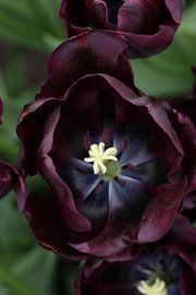 Black tulip
