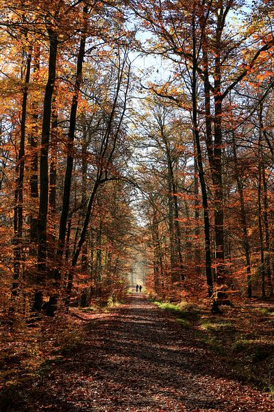 Herfst in het Schönbuch-bos van Tobias Majewski