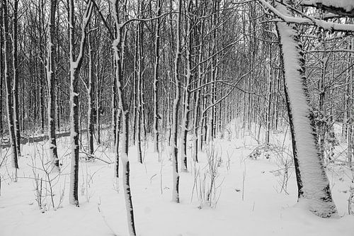 Jong Bos in de winter