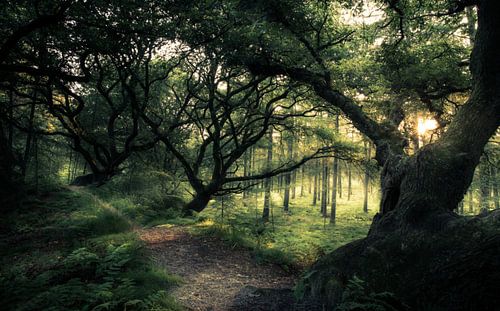 Rechterense veld Dalfsen