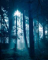 Mysterieus bos