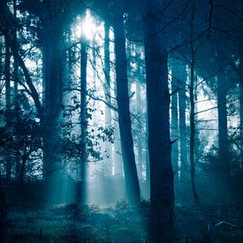 Une forêt mystérieuse sur Rudmer Hoekstra