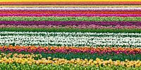 Wunderschöne Blumen bei Egmond aan Zee von Frans Lemmens Miniaturansicht