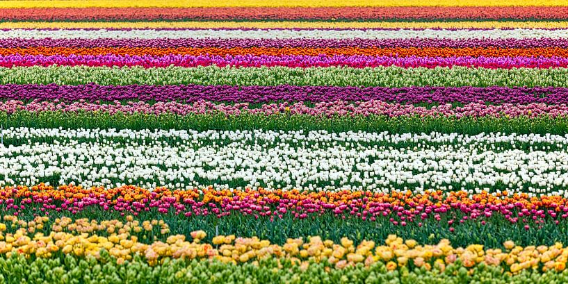 Wunderschöne Blumen bei Egmond aan Zee von Frans Lemmens