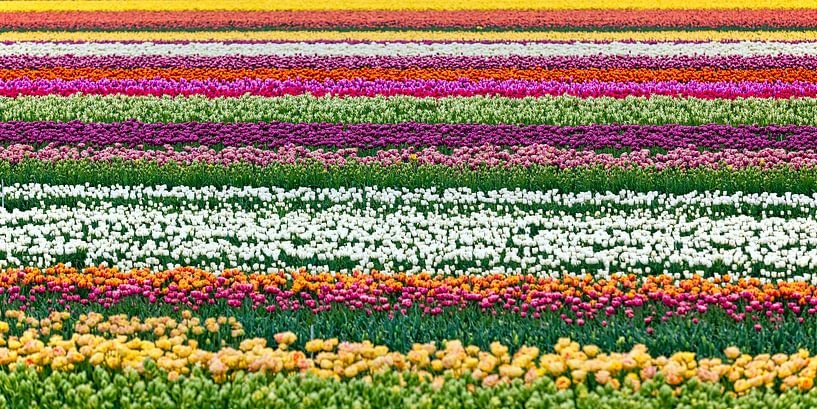 Beautiful flowers at Egmond aan Zee by Frans Lemmens