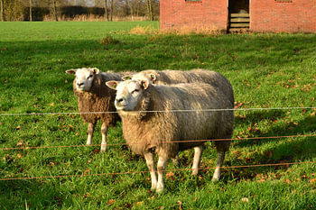 Sheep in the mIdday sun