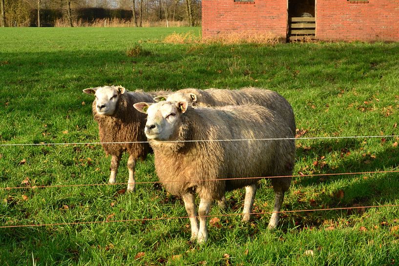 Schafe in der Mittagssonne von Mark van der Werf