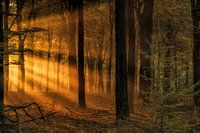 Sun Rays