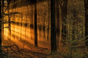 Sun Rays van Hans Soowijl