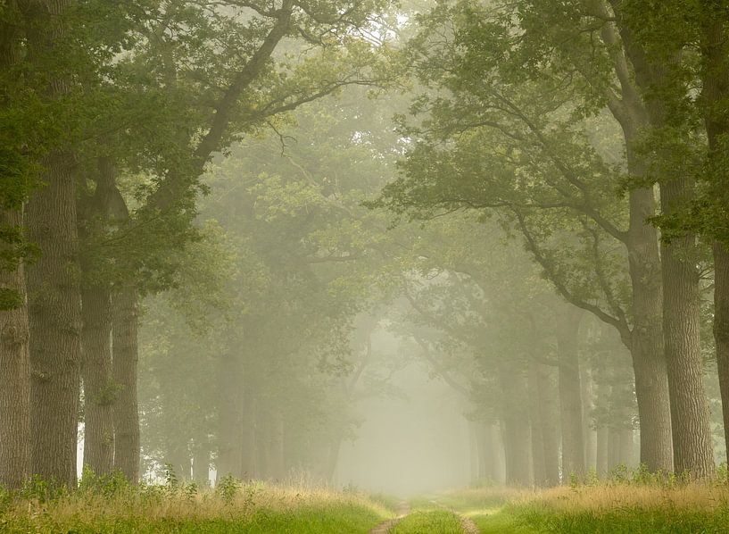 Foggy morning by Marloes ten Brinke