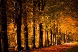 Herbst in Drenthe von Ton Drijfhamer