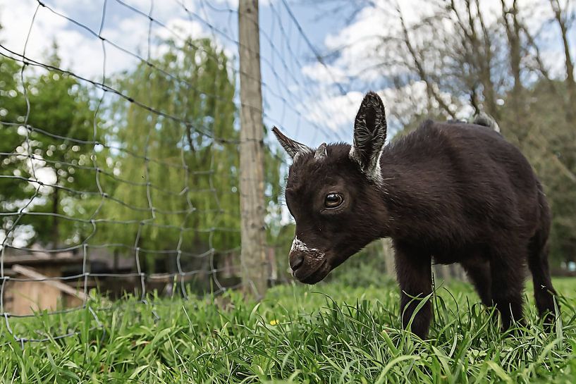Pasgeboren geitje bij de kinderboerderij Minnebeek (Roosendaal) van Fotografie Jeronimo