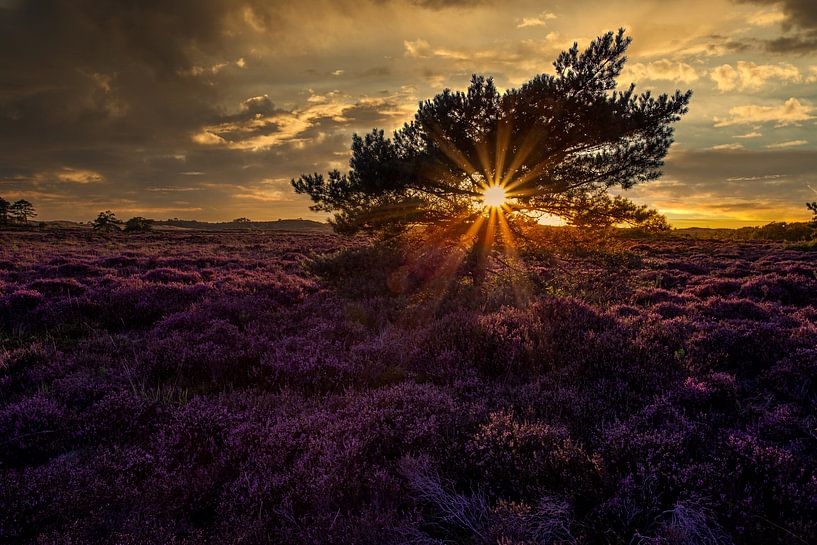 Purple heather with tree by peterheinspictures