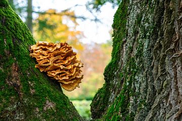 Close-up of a tree fungus on an oak trunk by ManfredFotos