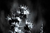 Phacelia ook wel bijenbrood genoemd zwart-wit van Frank Ketelaar thumbnail