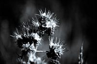 Phacelia ook wel bijenbrood genoemd zwart-wit