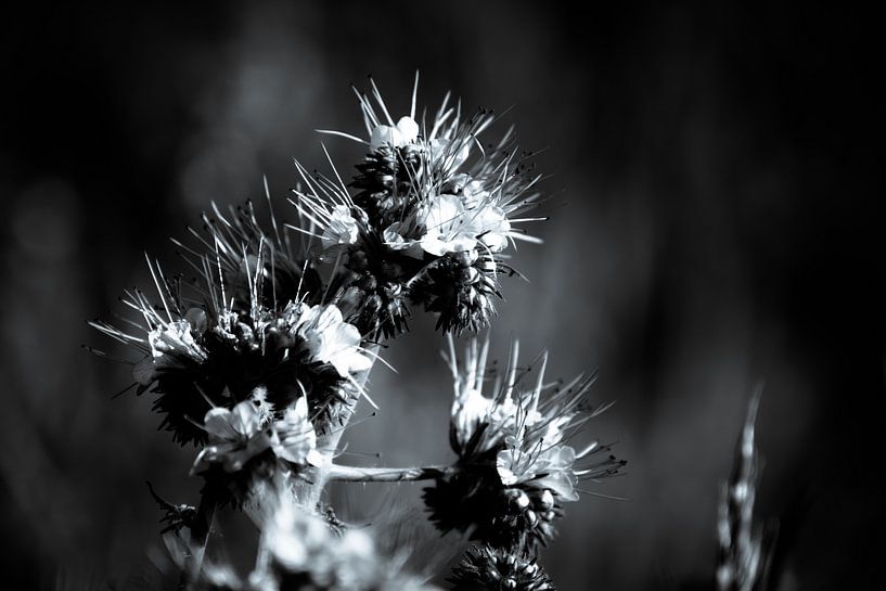 Phacelia ook wel bijenbrood genoemd zwart-wit van Frank Ketelaar