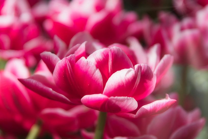 Pink tulip, made in Lisse by WeVaFotografie