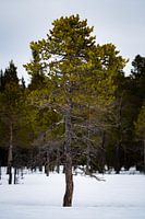 Lonely pinetree