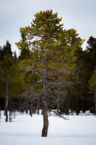 Lonely pinetree