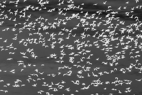 Groep rotganzen in vlucht bij Wilhelminadorp